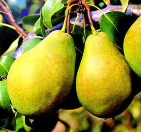 Hrušeň zimní 'Bohemica' - Pyrus communis 'Bohemica'