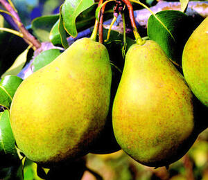 Hrušeň zimní 'Bohemica' - Pyrus communis 'Bohemica'