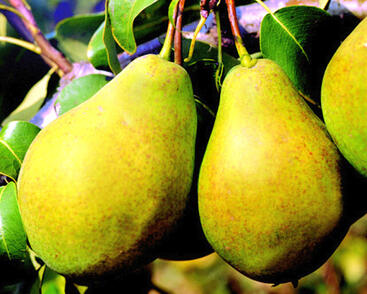 Hrušeň zimní 'Bohemica'