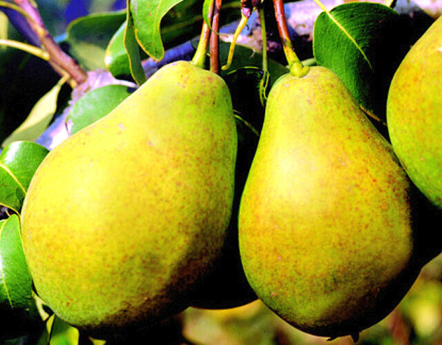Hrušeň zimní 'Bohemica' - Pyrus communis 'Bohemica'