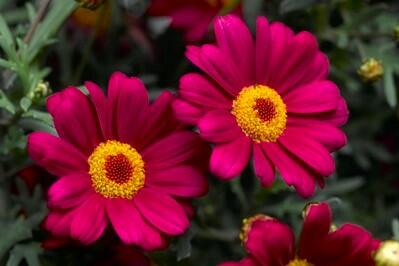 Kopretina pařížská 'Molimba Deep Rose' - Argyranthemum frutescens 'Molimba Deep Rose'