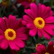 Kopretina pařížská 'Molimba Deep Rose' - Argyranthemum frutescens 'Molimba Deep Rose'