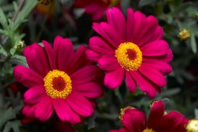 Kopretina pařížská 'Molimba Deep Rose' - Argyranthemum frutescens 'Molimba Deep Rose'