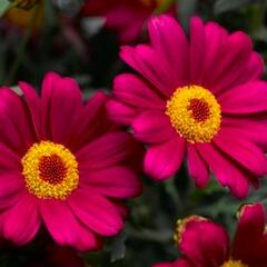 Kopretina pařížská 'Molimba Deep Rose' - Argyranthemum frutescens 'Molimba Deep Rose'