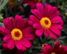 Kopretina pařížská 'Molimba Deep Rose'