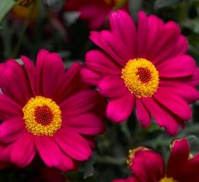 Kopretina pařížská 'Molimba Deep Rose' - Argyranthemum frutescens 'Molimba Deep Rose'