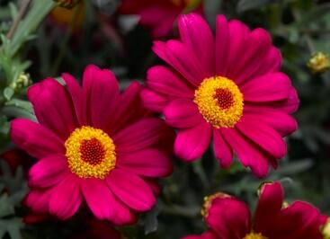 Kopretina pařížská 'Molimba Deep Rose'