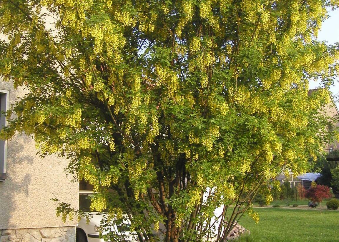 Štědřenec odvislý, zlatý déšť - Laburnum anagyroides