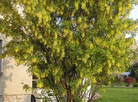 Štědřenec odvislý, zlatý déšť - Laburnum anagyroides