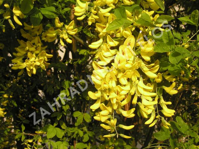 Štědřenec odvislý, zlatý déšť - Laburnum anagyroides