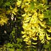 tdenec odvisl - Laburnum anagyroides