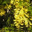 Štědřenec odvislý, zlatý déšť - Laburnum anagyroides