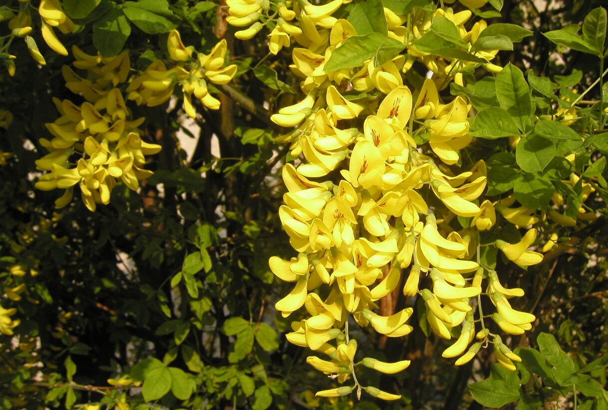 Štědřenec odvislý, zlatý déšť - Laburnum anagyroides