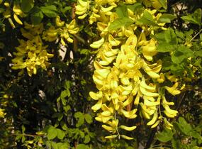 Štědřenec odvislý, zlatý déšť - Laburnum anagyroides