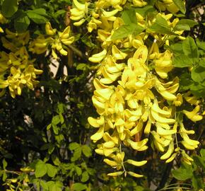 Štědřenec odvislý - Laburnum anagyroides