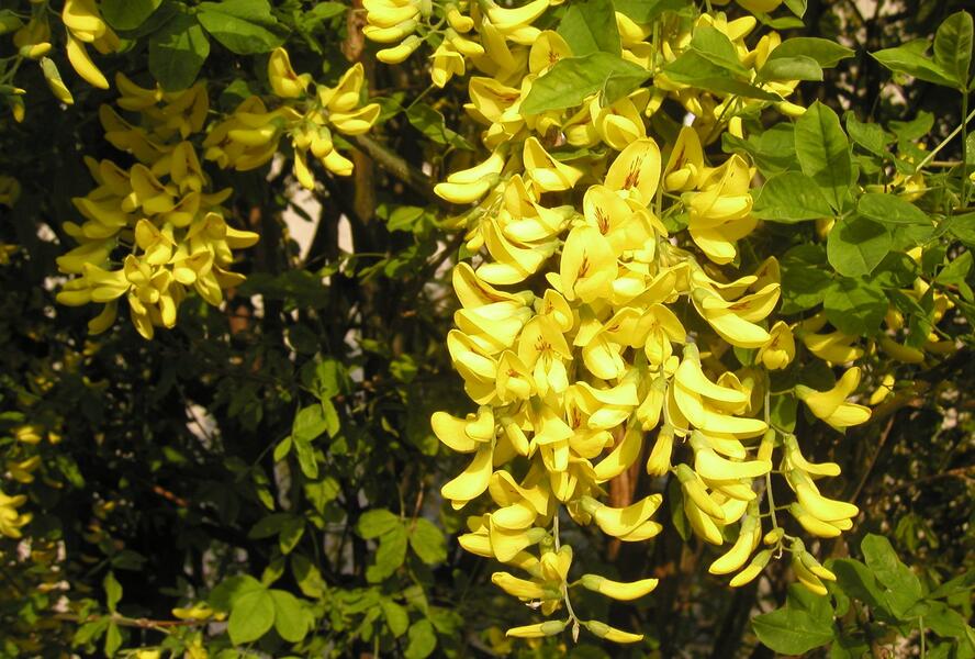 Štědřenec odvislý, zlatý déšť - Laburnum anagyroides
