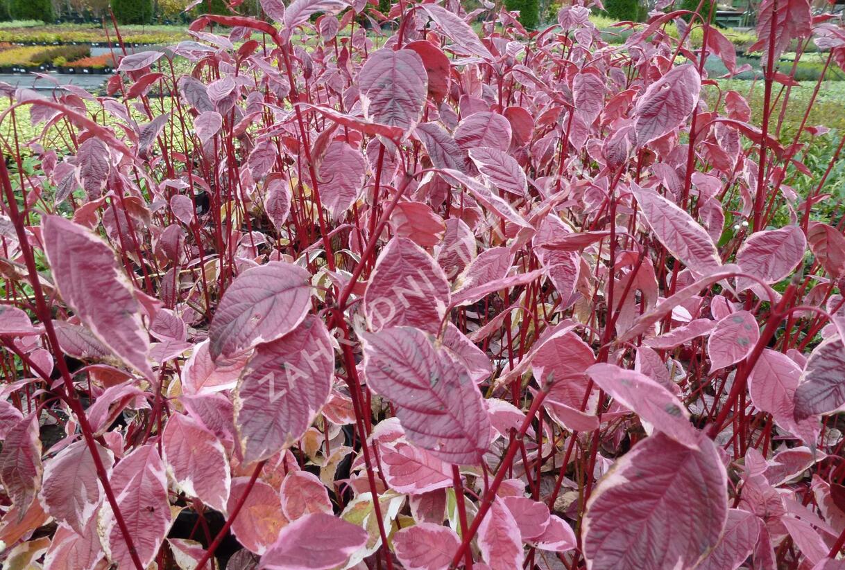 Svída bílá 'Sibirica Variegata' - Cornus alba 'Sibirica Variegata'