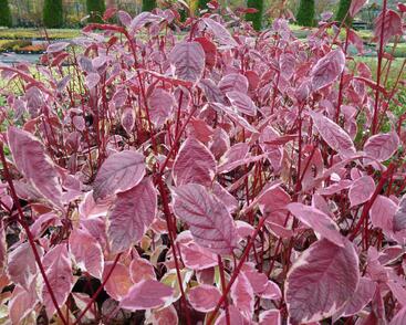 Svída bílá 'Sibirica Variegata'