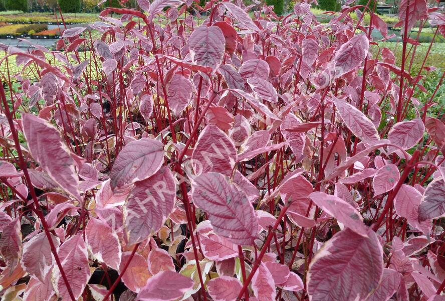 Svída bílá 'Sibirica Variegata' - Cornus alba 'Sibirica Variegata'