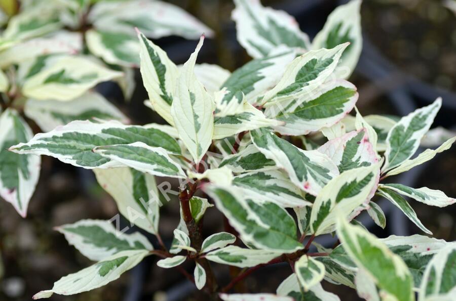 Svída bílá 'Sibirica Variegata' - Cornus alba 'Sibirica Variegata'