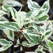 Svída bílá 'Sibirica Variegata' - Cornus alba 'Sibirica Variegata'