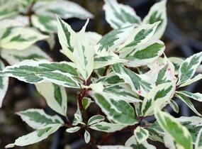 Svída bílá 'Sibirica Variegata' - Cornus alba 'Sibirica Variegata'