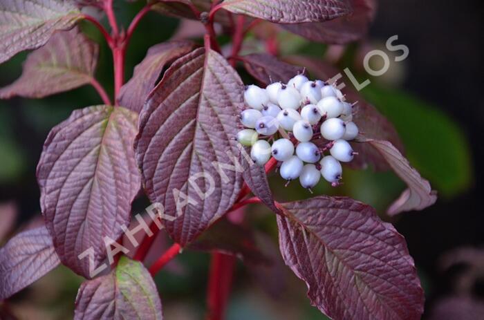 Svída bílá 'Sibirian Pearls' - Cornus alba 'Sibirian Pearls'