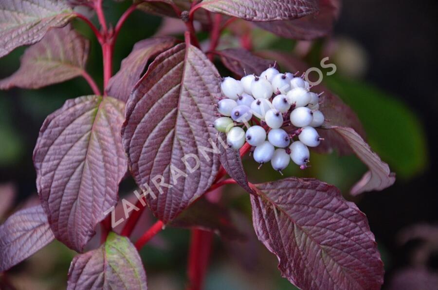 Svída bílá 'Sibirian Pearls' - Cornus alba 'Sibirian Pearls'