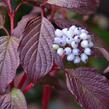 Svída bílá 'Sibirian Pearls' - Cornus alba 'Sibirian Pearls'