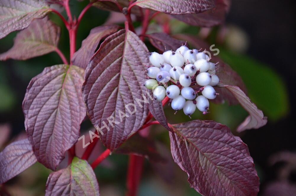 Svída bílá 'Sibirian Pearls' - Cornus alba 'Sibirian Pearls'