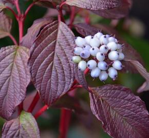 Svída bílá 'Sibirian Pearls' - Cornus alba 'Sibirian Pearls'