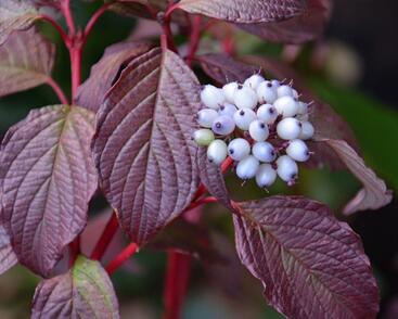 Svída bílá 'Sibirian Pearls'