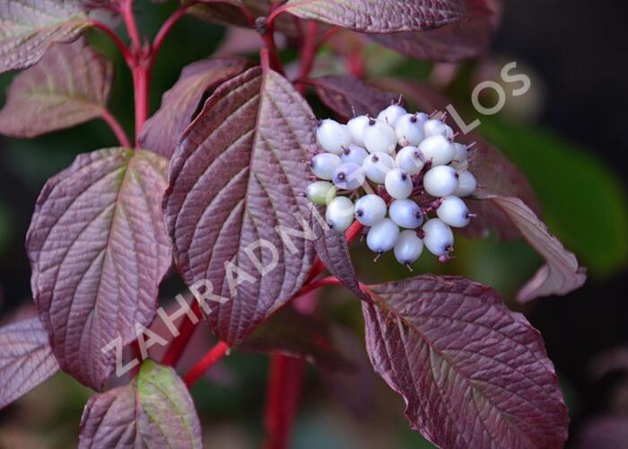 Svída bílá 'Sibirian Pearls' - Cornus alba 'Sibirian Pearls'