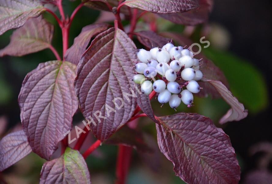 Svída bílá 'Sibirian Pearls' - Cornus alba 'Sibirian Pearls'