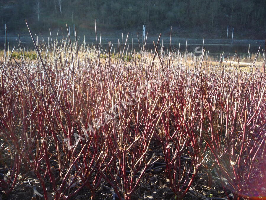 Svída bílá 'Kesselringii' - Cornus alba 'Kesselringii'