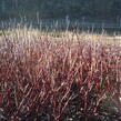 Svída bílá 'Kesselringii' - Cornus alba 'Kesselringii'