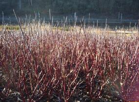Svída bílá 'Kesselringii' - Cornus alba 'Kesselringii'