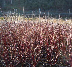 Svída bílá 'Kesselringii' - Cornus alba 'Kesselringii'