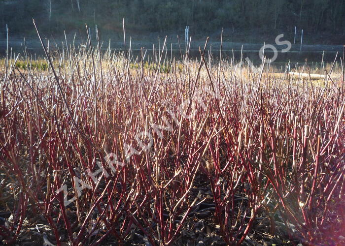 Svída bílá 'Kesselringii' - Cornus alba 'Kesselringii'