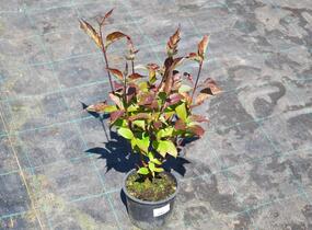 Svída bílá 'Kesselringii' - Cornus alba 'Kesselringii'