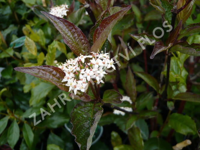 Svída bílá 'Kesselringii' - Cornus alba 'Kesselringii'