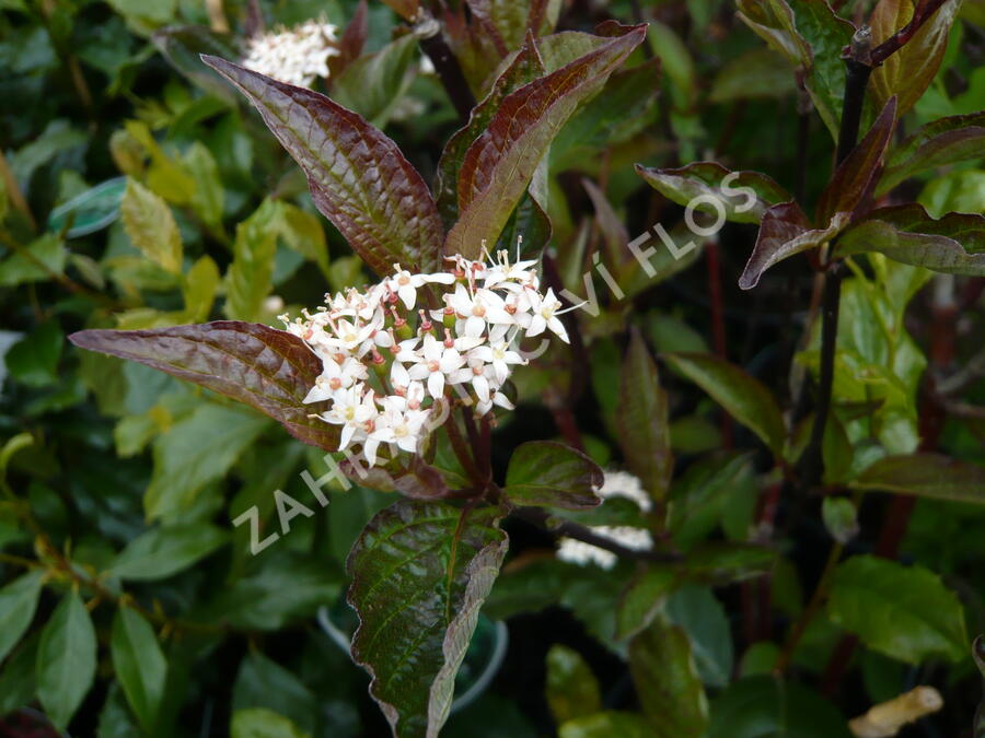 Svída bílá 'Kesselringii' - Cornus alba 'Kesselringii'