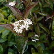 Svída bílá 'Kesselringii' - Cornus alba 'Kesselringii'