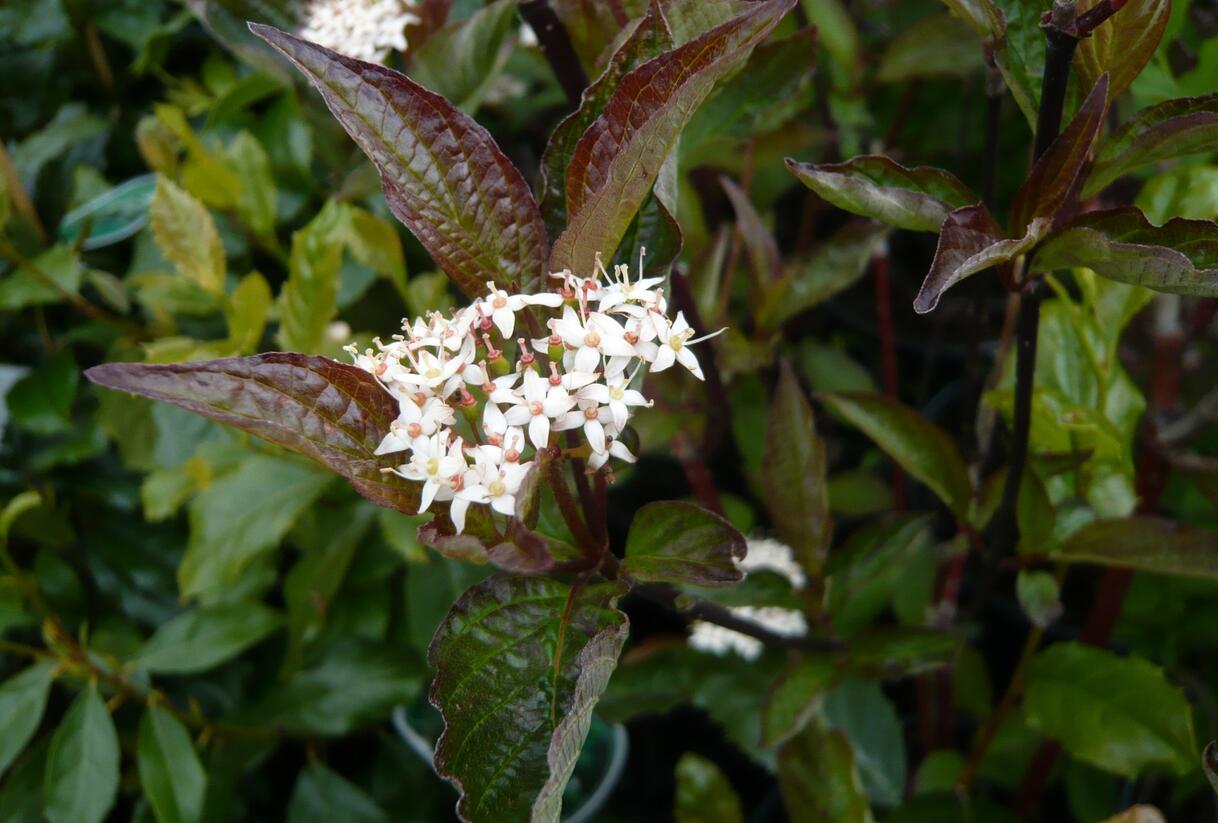Svída bílá 'Kesselringii' - Cornus alba 'Kesselringii'
