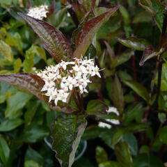 Svída bílá 'Kesselringii' - Cornus alba 'Kesselringii'