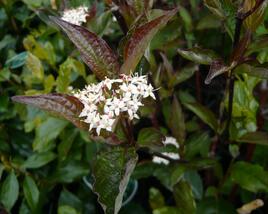 Svída bílá 'Kesselringii'