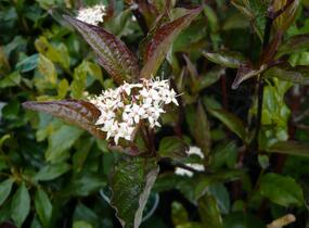 Svída bílá 'Kesselringii' - Cornus alba 'Kesselringii'