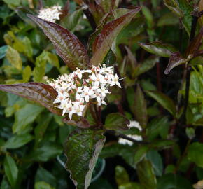 Svída bílá 'Kesselringii' - Cornus alba 'Kesselringii'