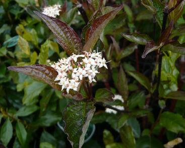 Svída bílá 'Kesselringii'