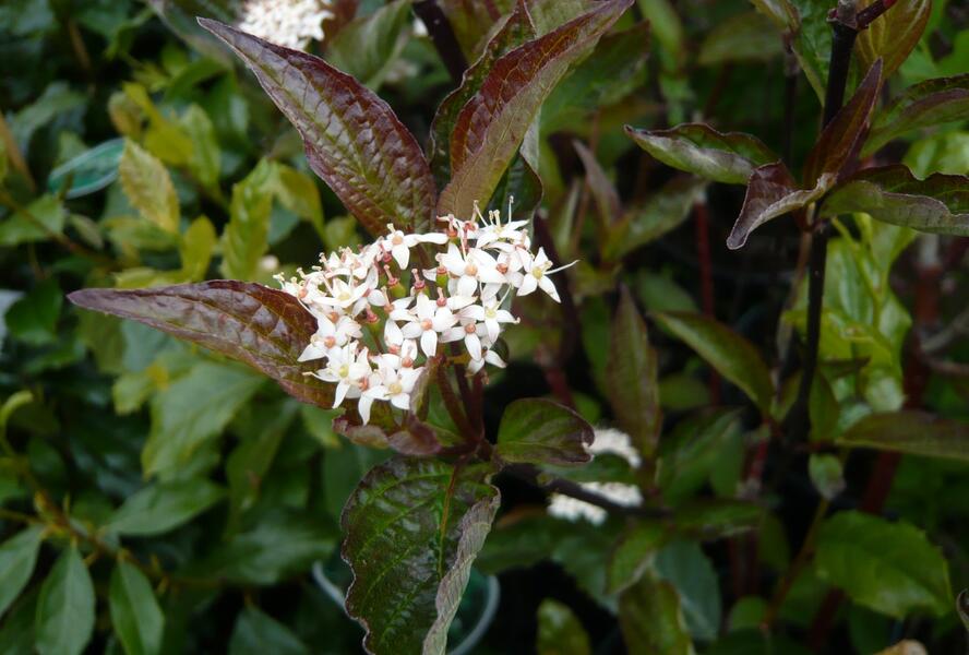 Svída bílá 'Kesselringii' - Cornus alba 'Kesselringii'